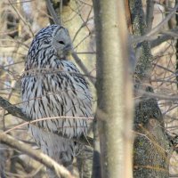 Сова на отдыхе :: Raduzka (Надежда Веркина)