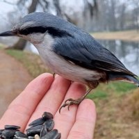 Поползень :: Сапсан 