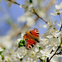 из снятого сегодня 10 :: Александр Прокудин