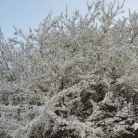 Пышное цветение в центре Москвы :: Nataly St. Пышное цветение в центре Москвы :: Nataly St.