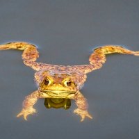 "Любопытная" лягушка. :: Милешкин Владимир Алексеевич 