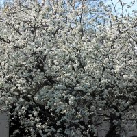 Сегодня зацвела слива! :: Восковых Анна Васильевна Сегодня зацвела слива! :: Восковых Анна Васильевна