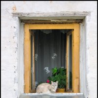 Окно :: **** vedin