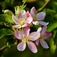 Яблони в цвету :: Юрий. Шмаков