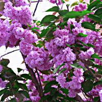 КРАСАВИЦА САКУРА :: Елена Куприянова 