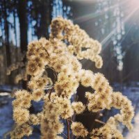 пушистики** :: Юлiя :))