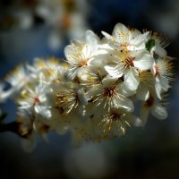 ВЕСНА. :: DianaVladimirovna 