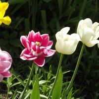 Тюльпаны :: Freddy 97