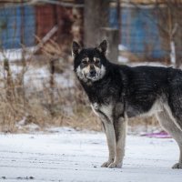 Встреча. :: Вадим Басов Встреча. :: Вадим Басов