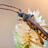 Жук усач(Stenopterus rufus syriacus). :: Александр Григорьев