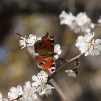 Весна! :: Lersa Весна! :: Lersa