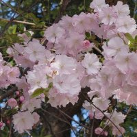 Весеннее цветение :: <<< Наташа >>>