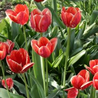 *** :: Игорь Kуленко