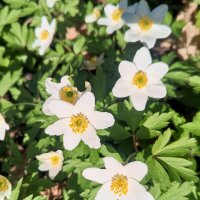 Ветреница :: Сапсан 