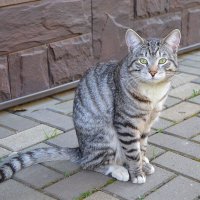 Кот :: Татьяна Тюменка Кот :: Татьяна Тюменка