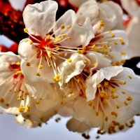 Цветёт абрикос. :: Восковых Анна Васильевна 