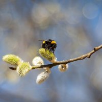 Мохнатый шмель. :: Вадим Басов