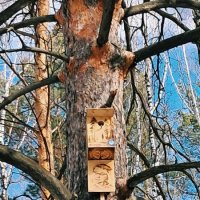 Весна :: Георгиевич 