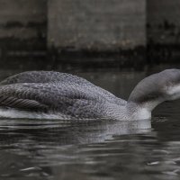 гагара :: юрий макаров