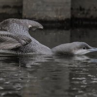 гагара :: юрий макаров