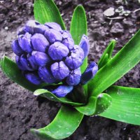 Гиацинт просыпается :: Людмила Смородинская