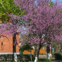 Багряник :: Игорь Сикорский Багряник :: Игорь Сикорский