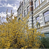 Форзиция. :: Валерия Комова