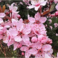 Вишенка. :: Валерия Комова