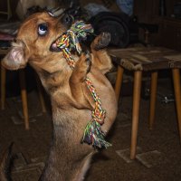 Играющие маневры :: Джованни Луче