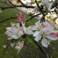 Яблоневый цвет :: Елена Семигина Яблоневый цвет :: Елена Семигина