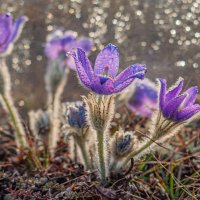 За стеклом :: Александр Филатов