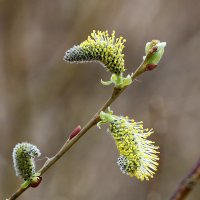 Пробуждение :: Светлана 