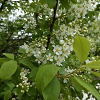 Цветёт черёмуха душистая, Роняя белые цветы.... :: Галина 