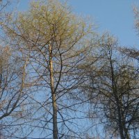 Весна пришла :: Дмитрий Никитин