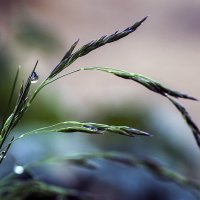 ****** :: Андроник Александр 