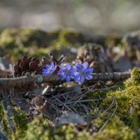 Лесные цветы. :: Sergey (Apg)