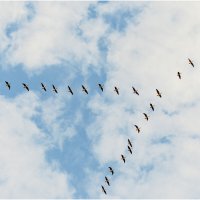 Летят гуси :: Валентин Котляров