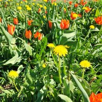 ,,, :: Сергей Тимоновский