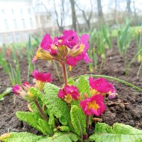 Примула :: Сапсан 