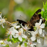 природа   апреля 2 :: Александр Прокудин