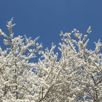 Вишнёвые сугробы :: Pippa 