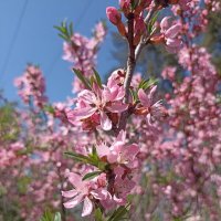 Весна пришла! :: Pippa Весна пришла! :: Pippa