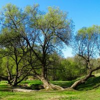 Про смоленскую весну. :: Милешкин Владимир Алексеевич 