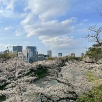 Апрель в Токио :: Елена Апрель в Токио :: Елена
