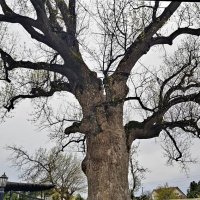 Тюльпановое дерево :: Tata Wolf