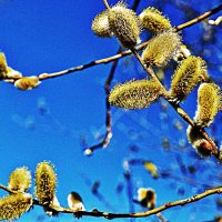 Май...Цветет у протоки верба! :: Владимир 