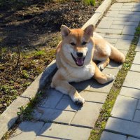 Собака-улыбака :: Татьяна Лютаева Собака-улыбака :: Татьяна Лютаева