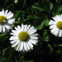 Маргаритки :: Людмила Смородинская