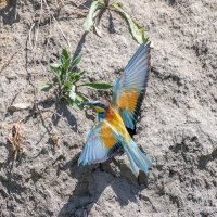 золотистые щурки. :: юрий макаров