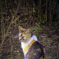 Взгляд :: Владимир Кроливец